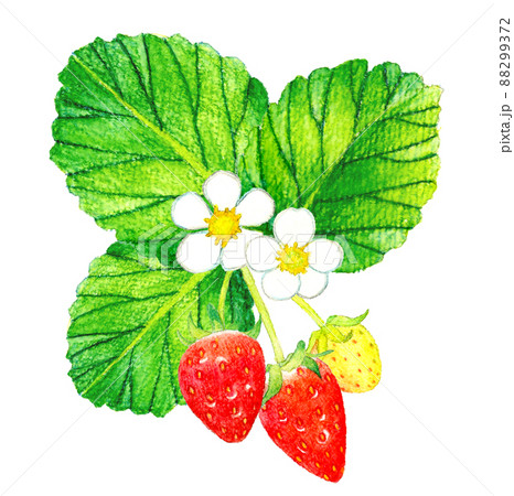 イチゴ狩りのイラスト素材