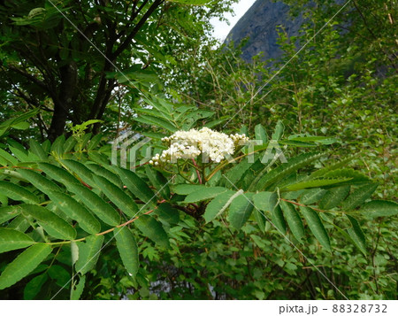 セイヨウナナカマドの写真素材
