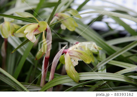 ジジババ 花の写真素材