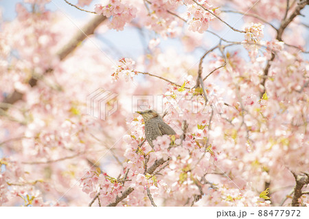 ヒヨドリ 花粉 小鳥 野鳥の写真素材