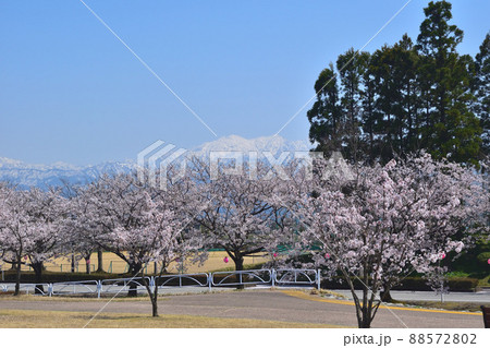 公園 桜 花 立山公園の写真素材