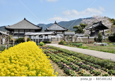 花畑 菜の花畑 明日香村 植物の写真素材