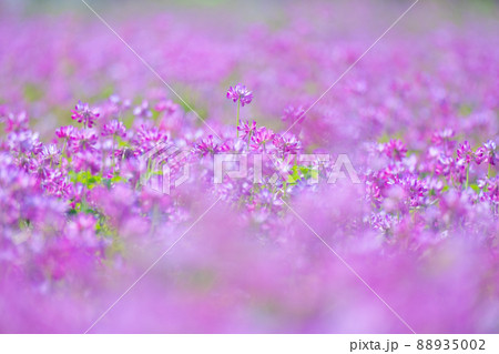 蓮華 花 蓮華草 花畑の写真素材