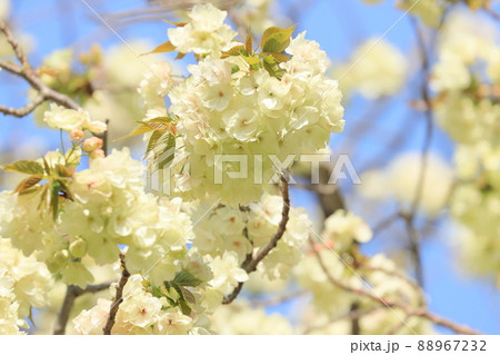 八重桜の写真素材 - PIXTA