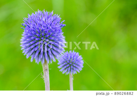 晩夏 花の写真素材