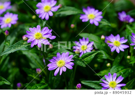 ミヤコワスレ 花畑 花 自然の写真素材