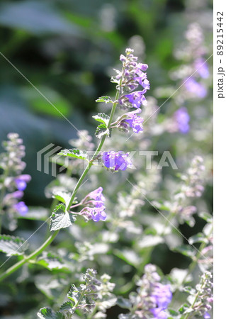 ミント 花 ハーブ 薄紫の写真素材