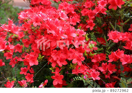 アゼリア 花の写真素材