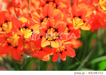 オレンジ色の花 多年草の写真素材