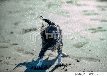 ぶるぶる 犬の写真素材 ぶるぶる 犬の写真素材