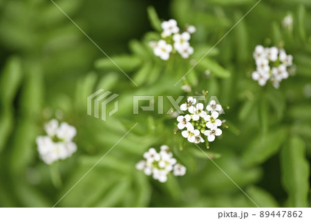 オランダガラシ クレソン 花 白の写真素材