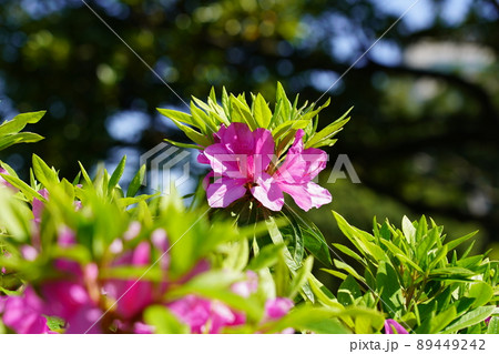 植物双子葉類合弁花類の写真素材