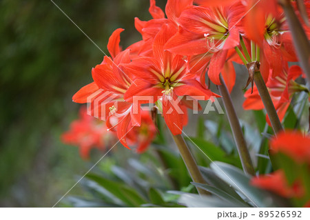 オレンジ色の花 多年草の写真素材