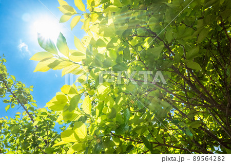 青空の下の美しい新緑と太陽の日差しと光芒