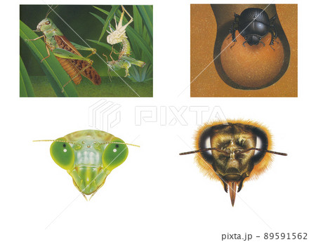 ハエのイラスト素材集 ピクスタ