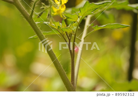 脇芽かきの写真素材