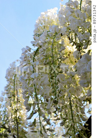 淡藤紫色 壁紙の写真素材