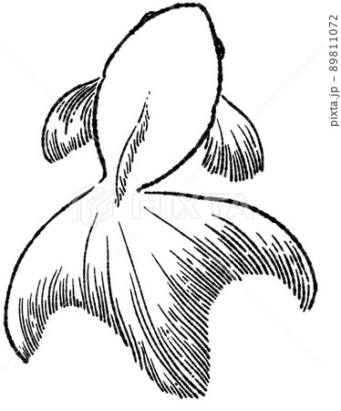 金魚 イラスト 白黒のイラスト素材