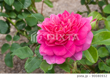 プリンセスアン バラの写真素材