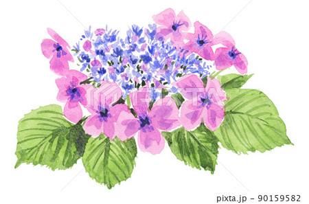 紫陽花」透明水彩画 原画 風景画 額縁付 SMサイズ 絵画 Oni 通販