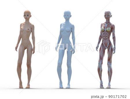 ヌード 人体 女性 筋肉のイラスト素材