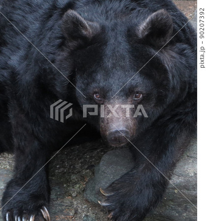 熊 ヒグマ キバ 牙の写真素材 - PIXTA