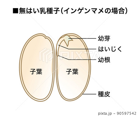 いんげん豆のイラスト素材