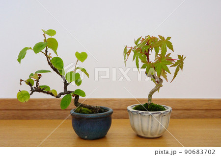 盆栽鉢の写真素材 - PIXTA