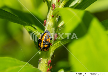 ナナホシテントウ テントウムシ アブラムシ アリの写真素材