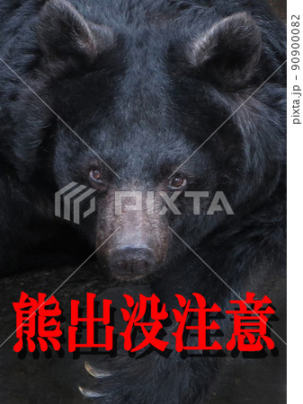 熊 ヒグマ キバ 牙の写真素材 - PIXTA