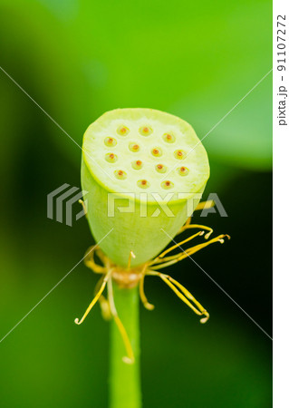 花托 ハス ハスの花托 かたくの写真素材 - PIXTA