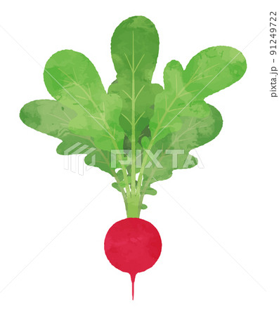 ラディッシュのイラスト素材