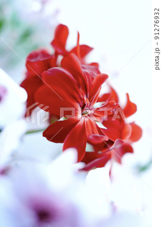 ゼラニウム 花 赤色の花 赤色の写真素材 - PIXTA ゼラニウム 花 赤色の花 赤色の写真素材 - PIXTA