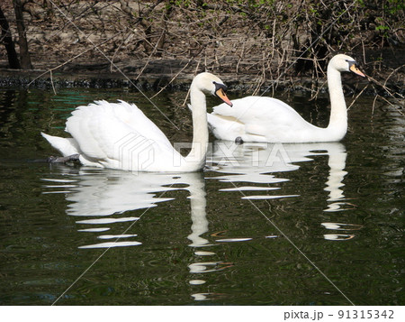 コブハクチョウ 白鳥 ハート 鳥の写真素材