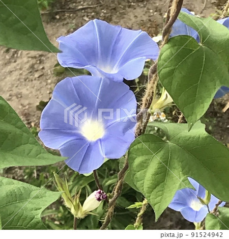 モーニンググローリー アサガオ 朝顔 花の写真素材