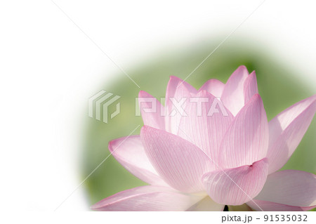 蓮華八葉 蓮華の写真素材