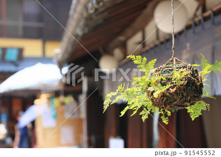 つりしのぶ 花の写真素材