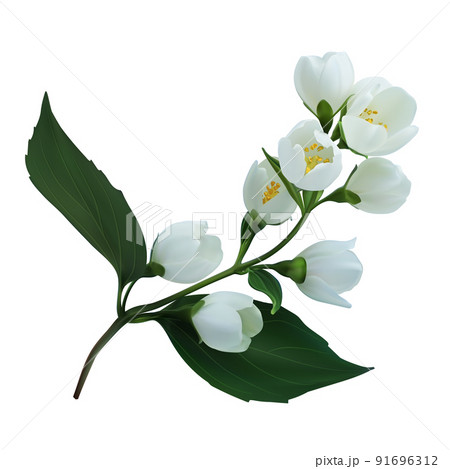 ジャスミン 花のイラスト素材