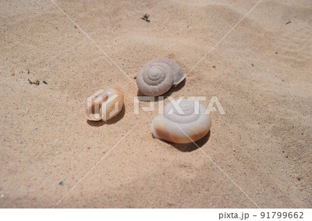 化石 ヒロベソカタマイマイ 小笠原諸島の写真素材 - PIXTA