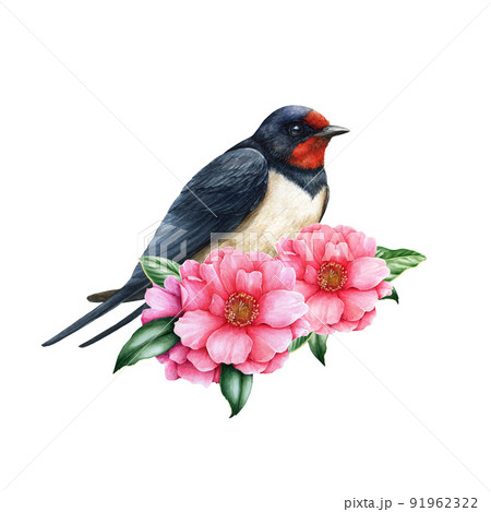 Blue jay bird with camellia flowers. Watercolor - Stock Illustration  [88863028] - PIXTA