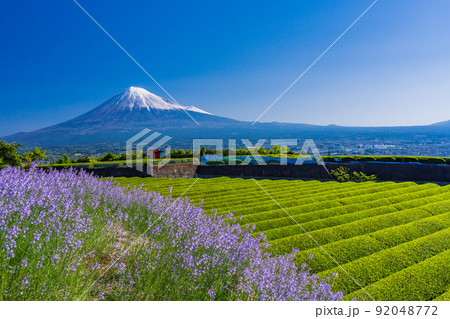 外来種 雑草 春の写真素材