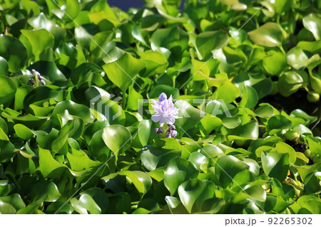 浮草の写真素材