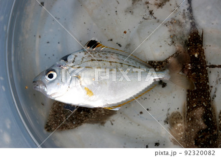 平たい魚の写真素材