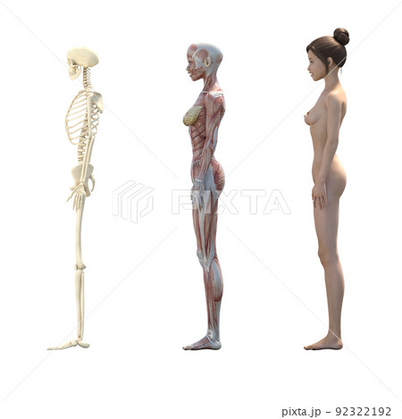 Illustration of female muscles from the front - Stock Illustration  [72770253] - PIXTA