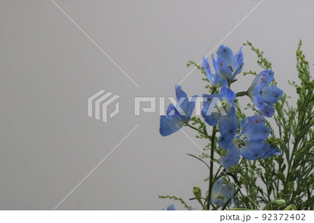 ソリダコ 花の写真素材