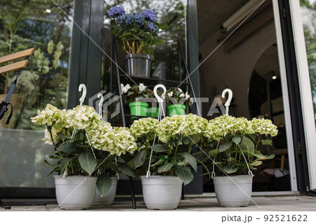 花屋 鉢植え 店舗 ヨーロッパの写真素材