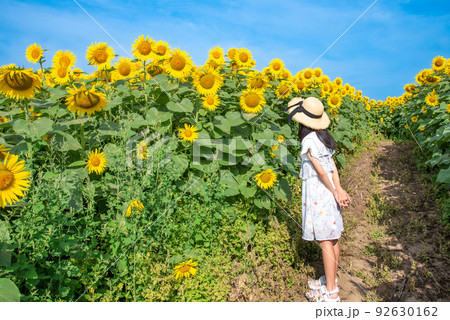 後姿 麦わら帽子 女の子 向日葵の写真素材