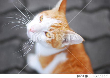 猫 動物 横写真 左向きの写真素材 - PIXTA