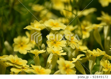 プリメラ 花の写真素材