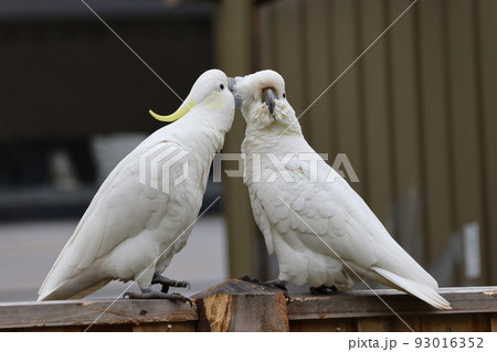 小鳥 インコ キス 黄色い鳥 Kissの写真素材